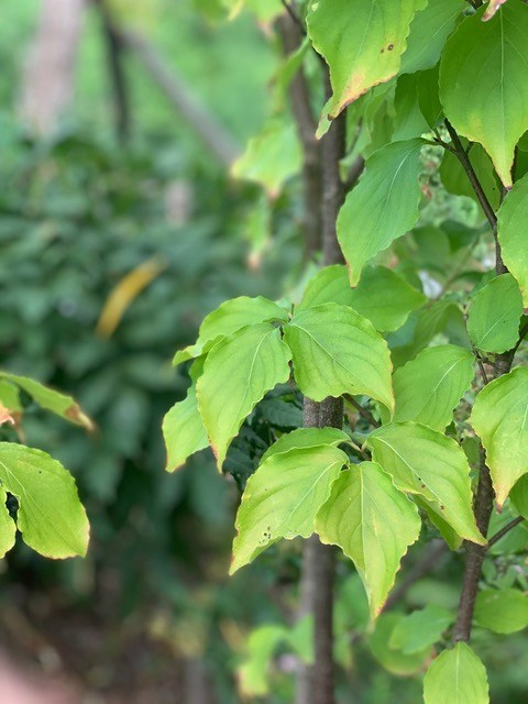 ハナミズキ ハナミズキ “DOGWOOD” 2021SS – monshiro official web site