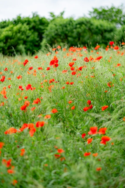 – La colline où fleurissent les coquelicots コクリコ(ひなげし)の咲く丘 / 2025 SS